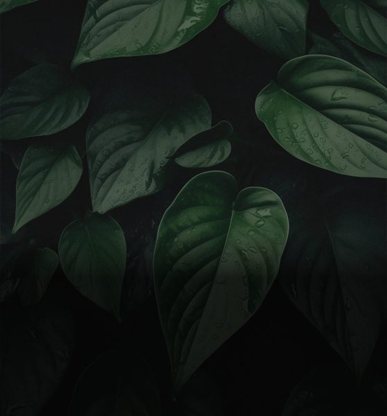 Organiser votre maison : conseils pour créer un havre de paix.